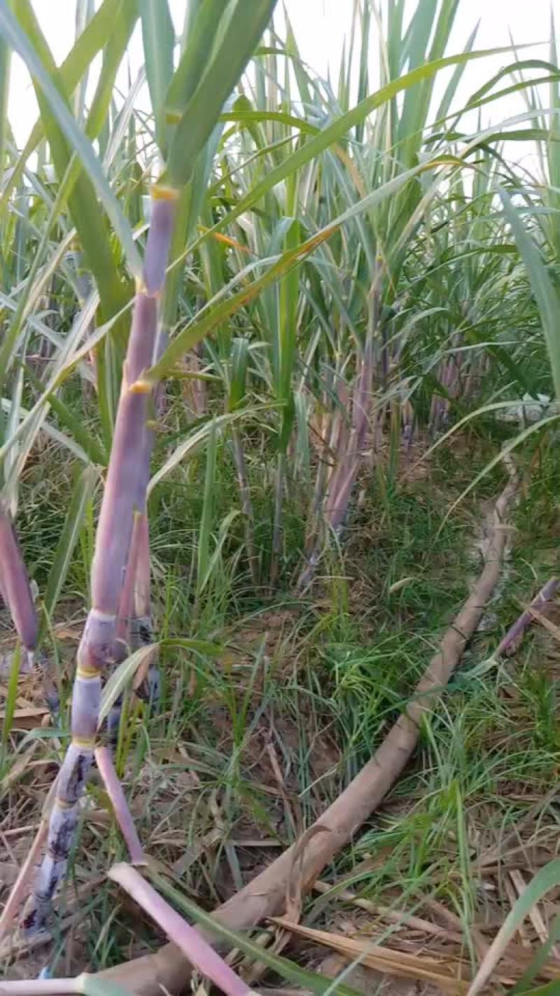 适合北方种植的红皮甘蔗