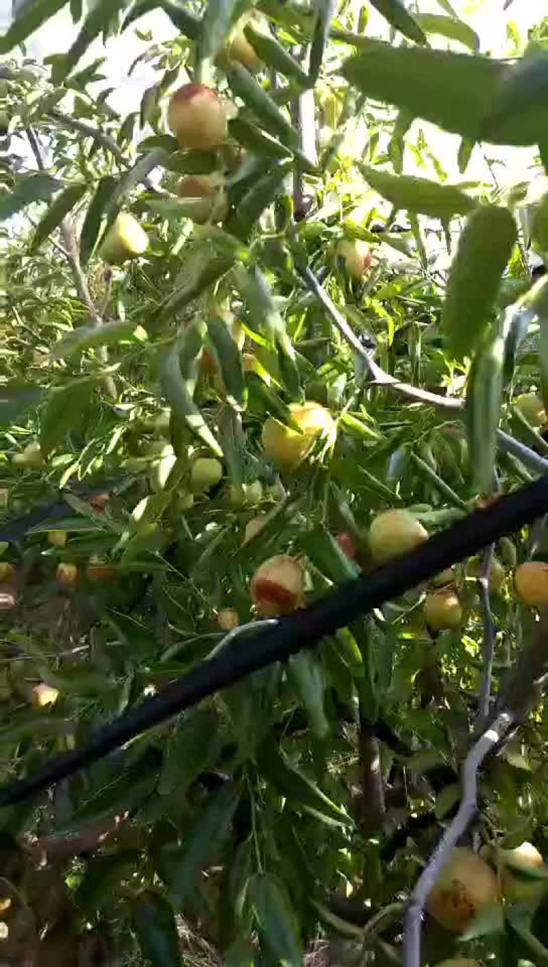 大棚冬枣产