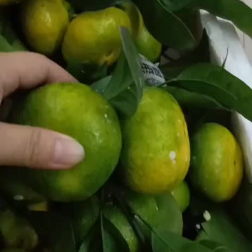 赣南寻乌蜜桔
