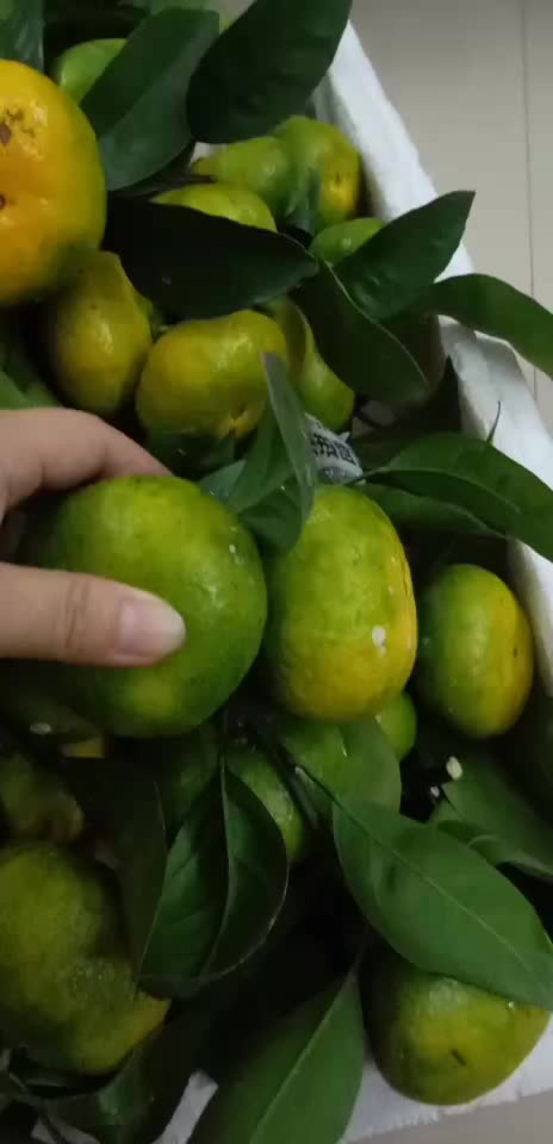 赣南寻乌蜜桔