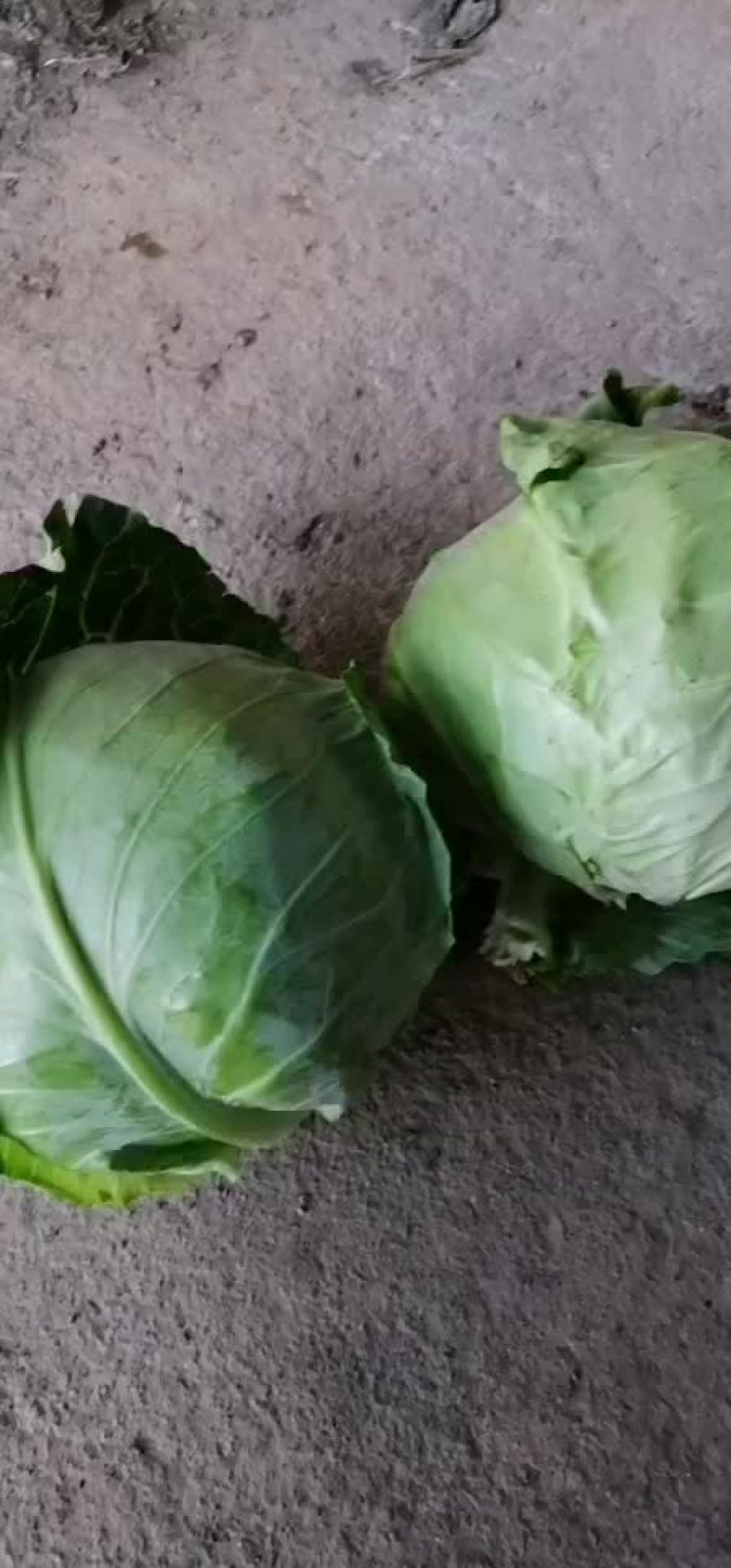 明涂甘蓝