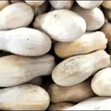 金韩南瓜