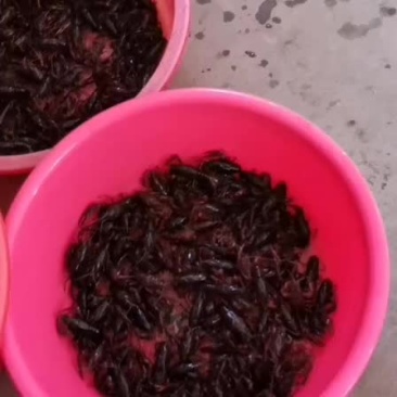 鲜活小龙虾批发