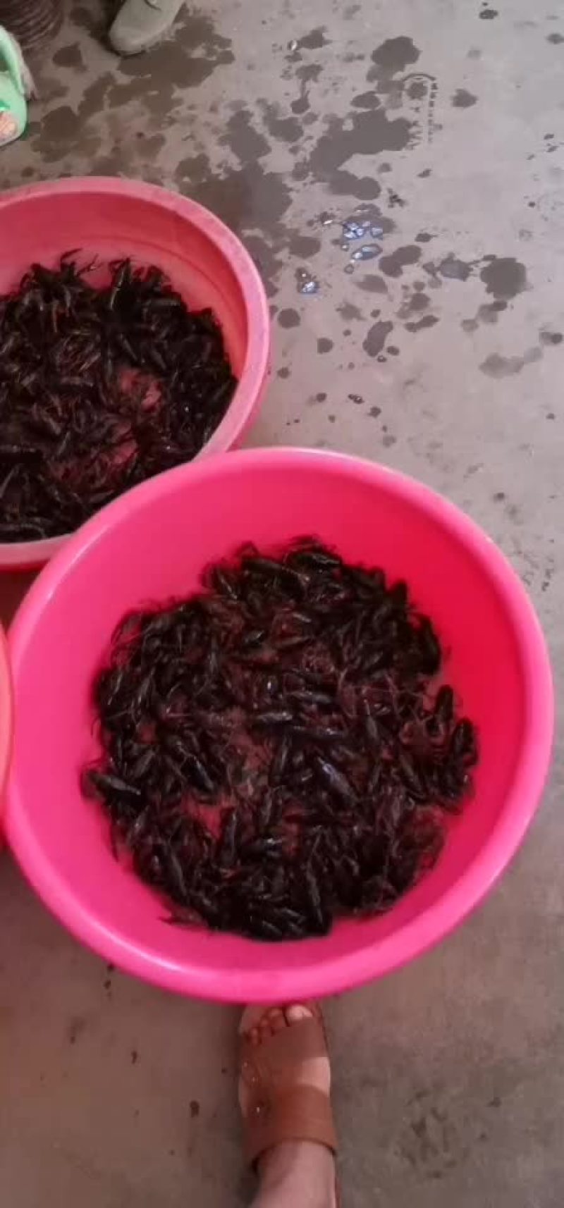 鲜活小龙虾批发