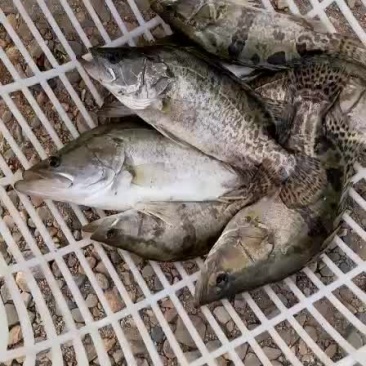 淡水桂鱼