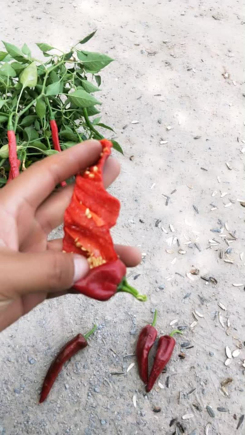 北京红鲜辣椒