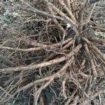 赤芍，白鲜皮，还有种苗要的联系我。