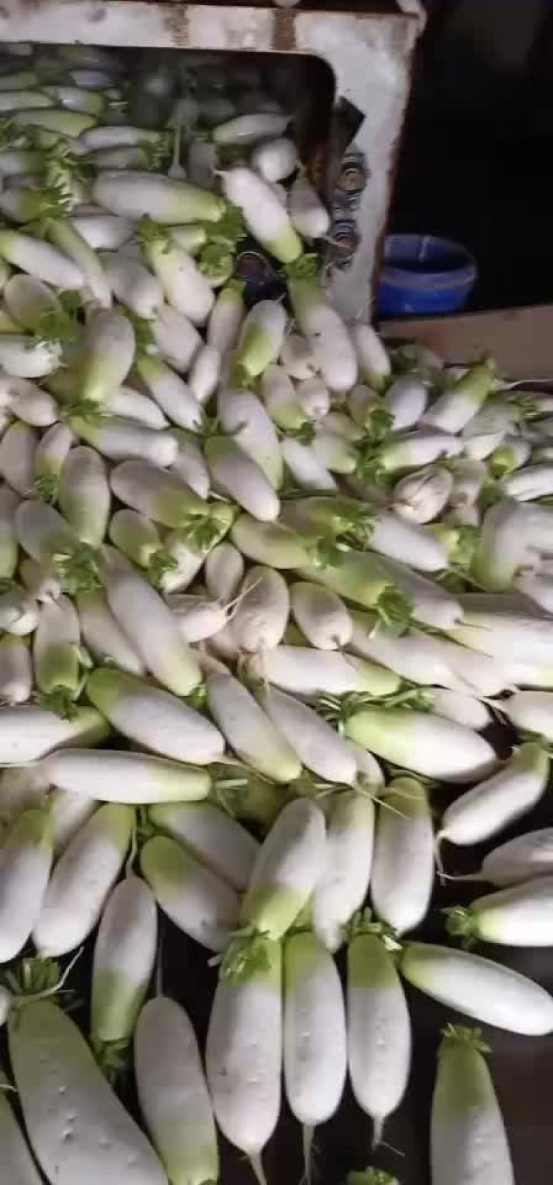 青萝卜心里美