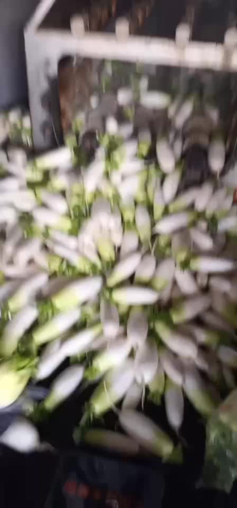青萝卜心里美
