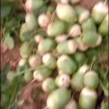青萝卜心里美