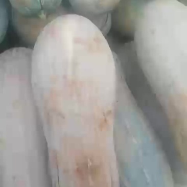 密本南瓜