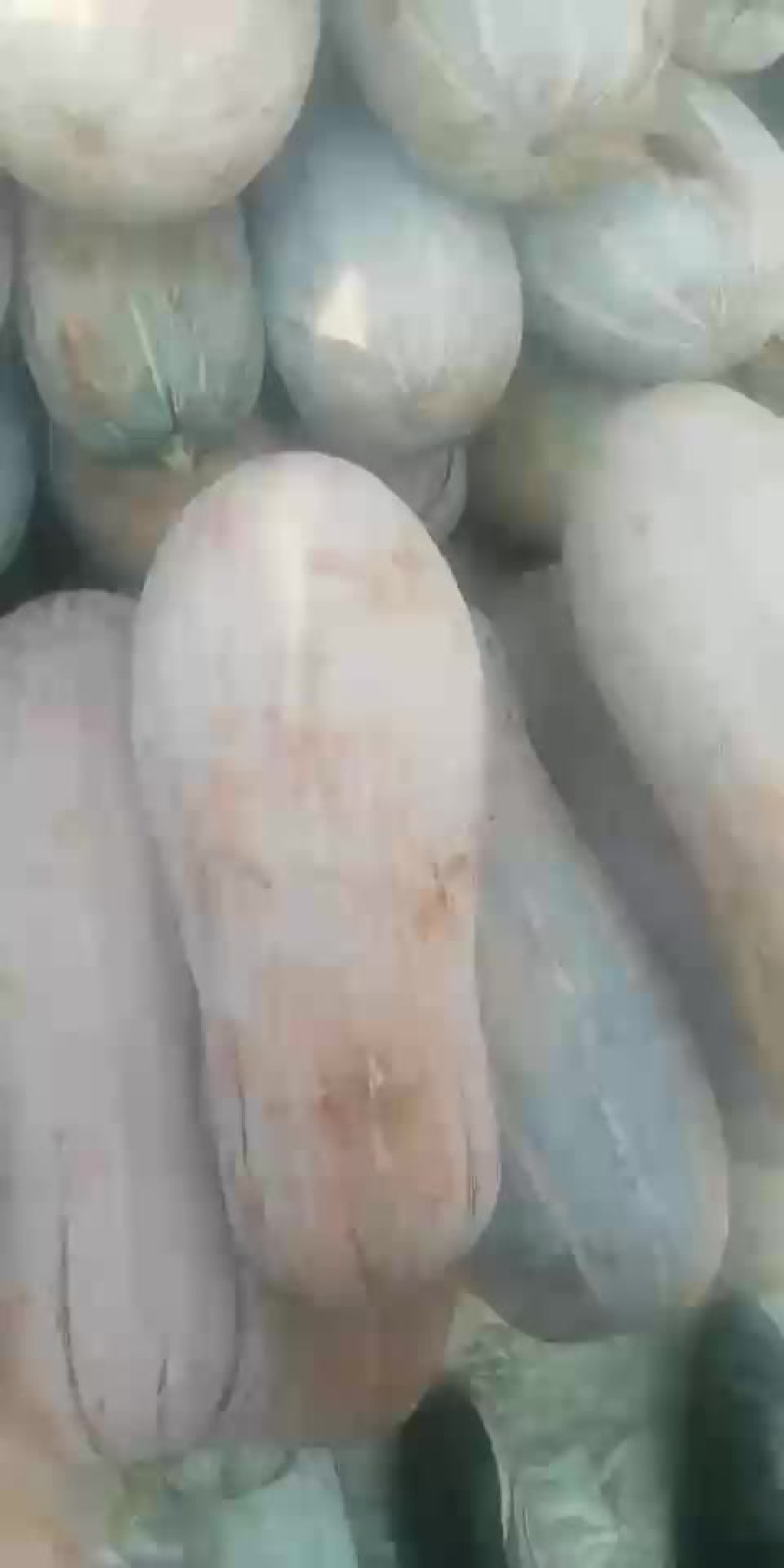密本南瓜