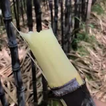甘蔗