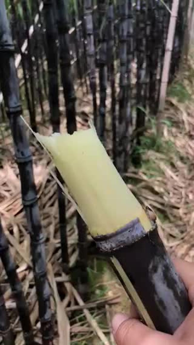 甘蔗
