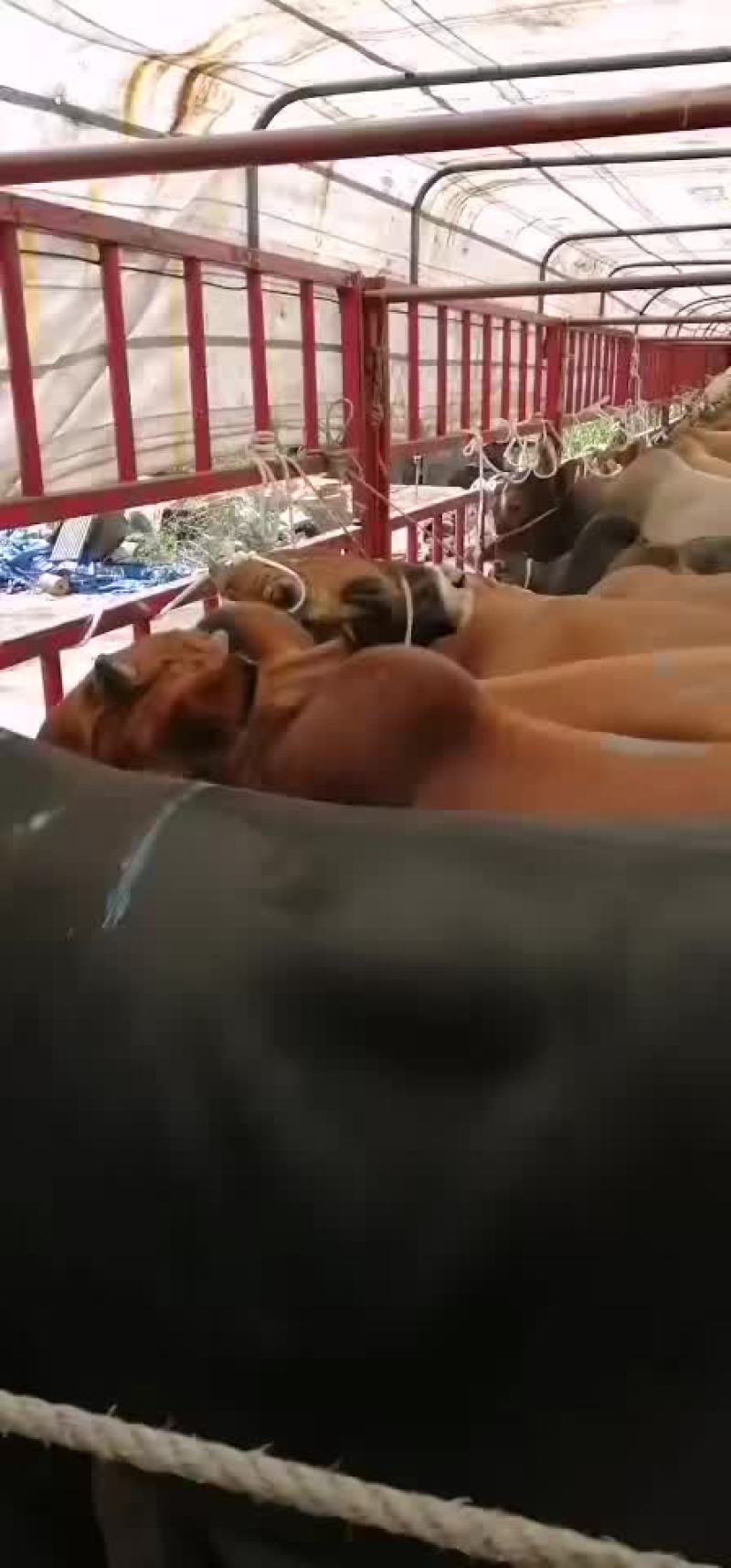 西门达尔牛犊土黄牛小土牛西门达尔牛马出售
