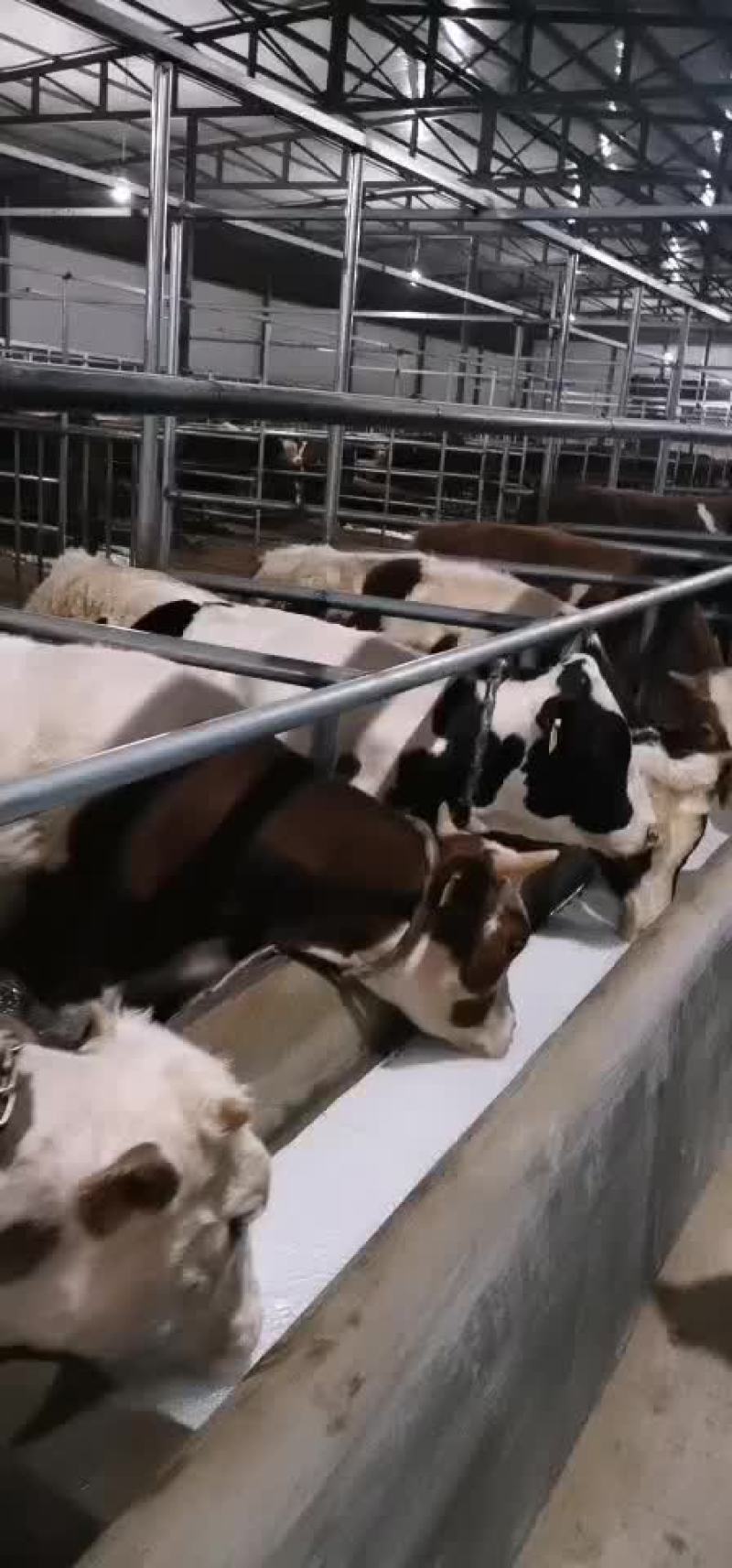 西门达尔牛犊土黄牛小土牛西门达尔牛马出售