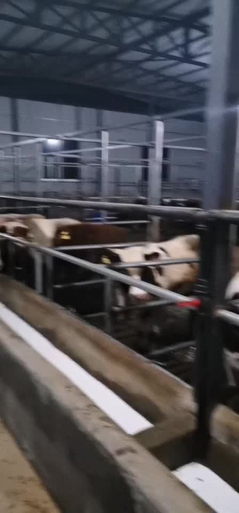西门达尔牛犊土黄牛小土牛西门达尔牛马出售