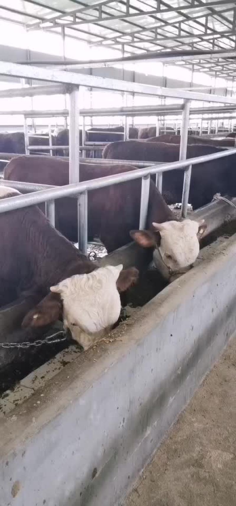 西门达尔牛犊土黄牛小土牛西门达尔牛马出售