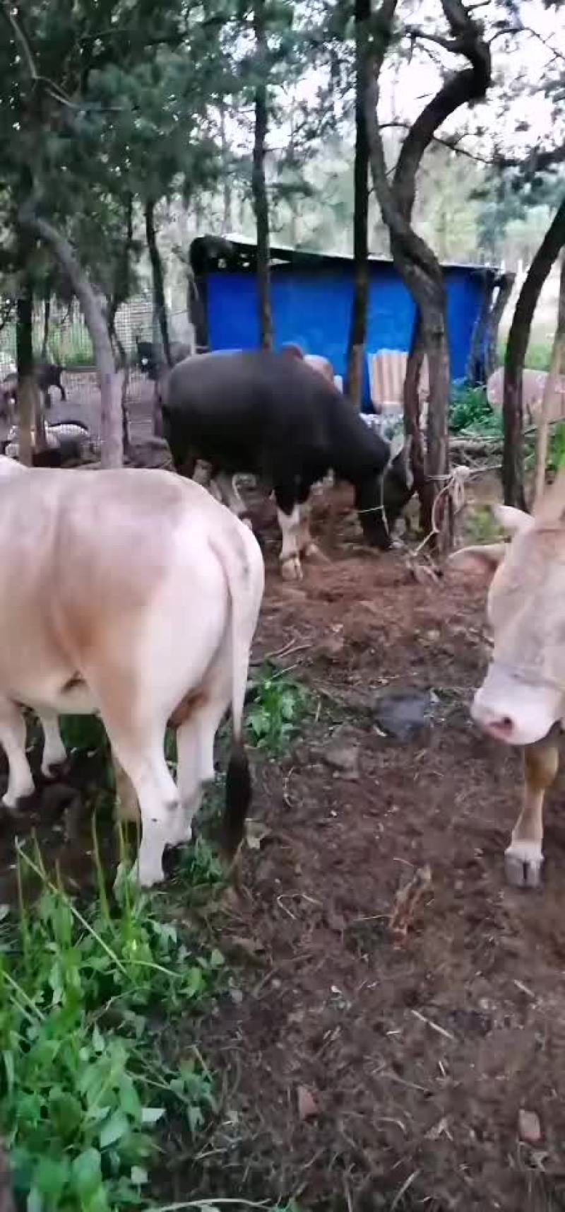 西门达尔牛犊土黄牛小土牛西门达尔牛马出售