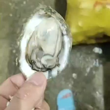 南宁市两广生蚝批发