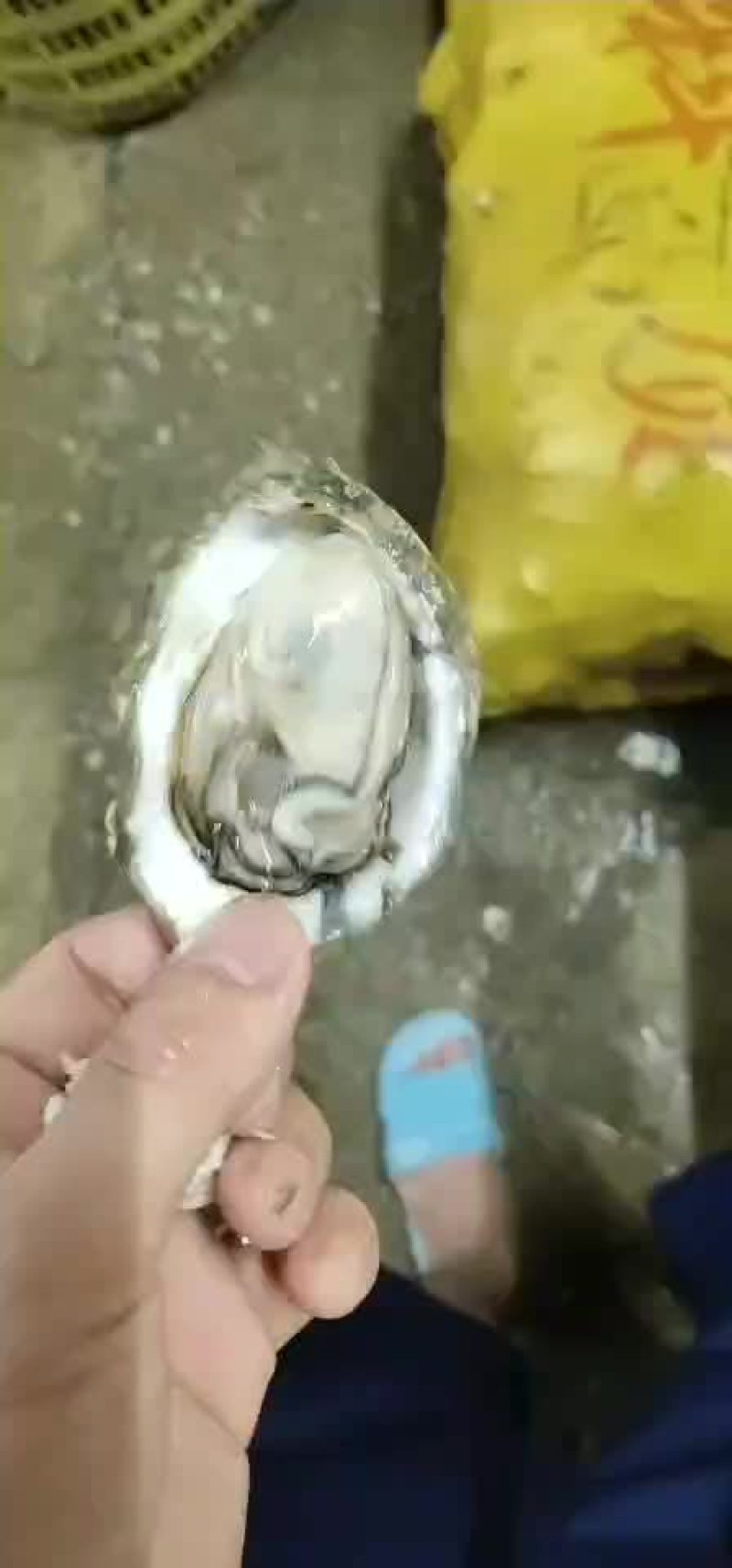 南宁市两广生蚝批发