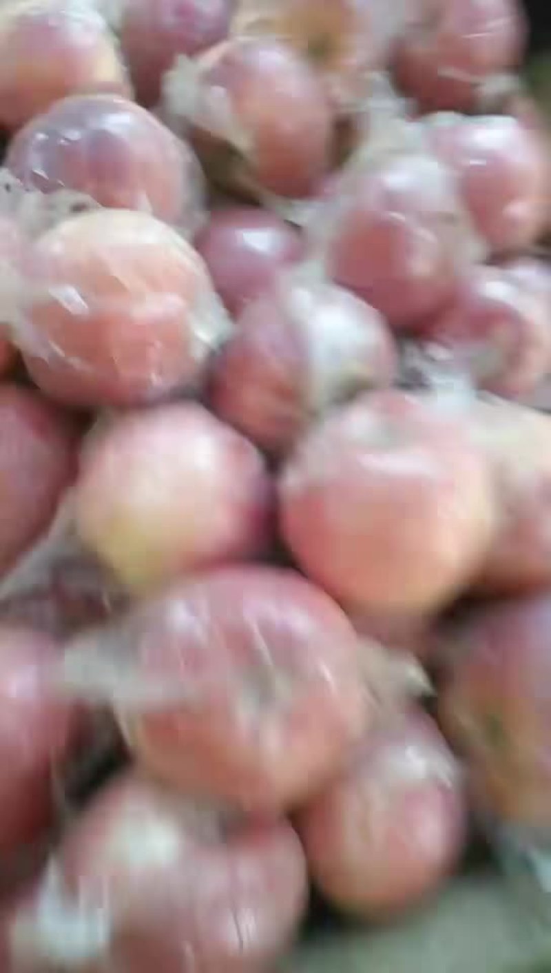 北海道苹果是全红果口感脆甜
