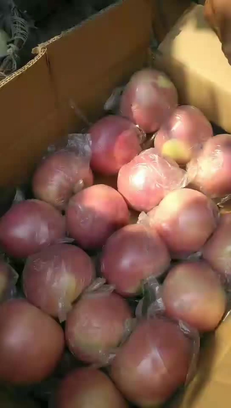 北海道苹果是全红果口感脆甜