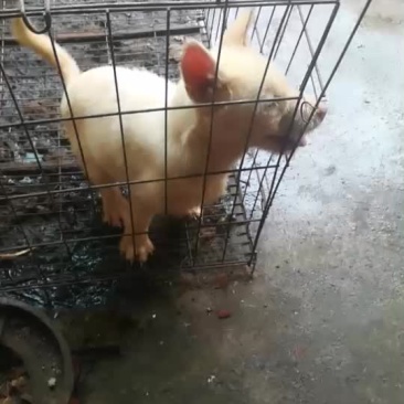 下司犬三个月的小公喜欢的来秒