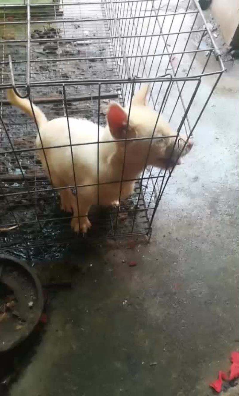 下司犬三个月的小公喜欢的来秒