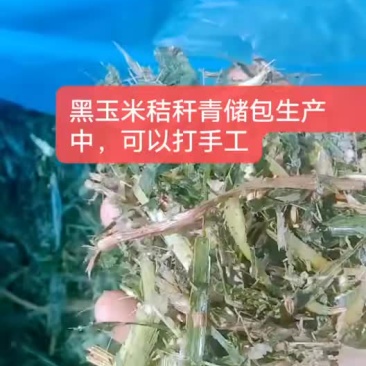 玉米秸秆青储