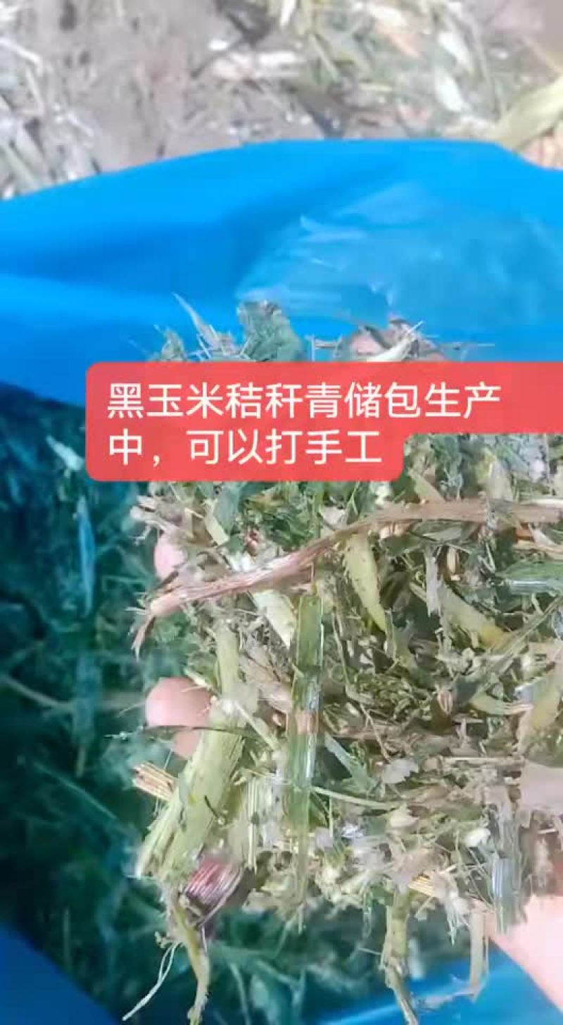 玉米秸秆青储