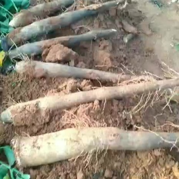 精品老山药山药，又绵又粉