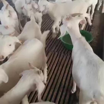 美国大白山羊出售