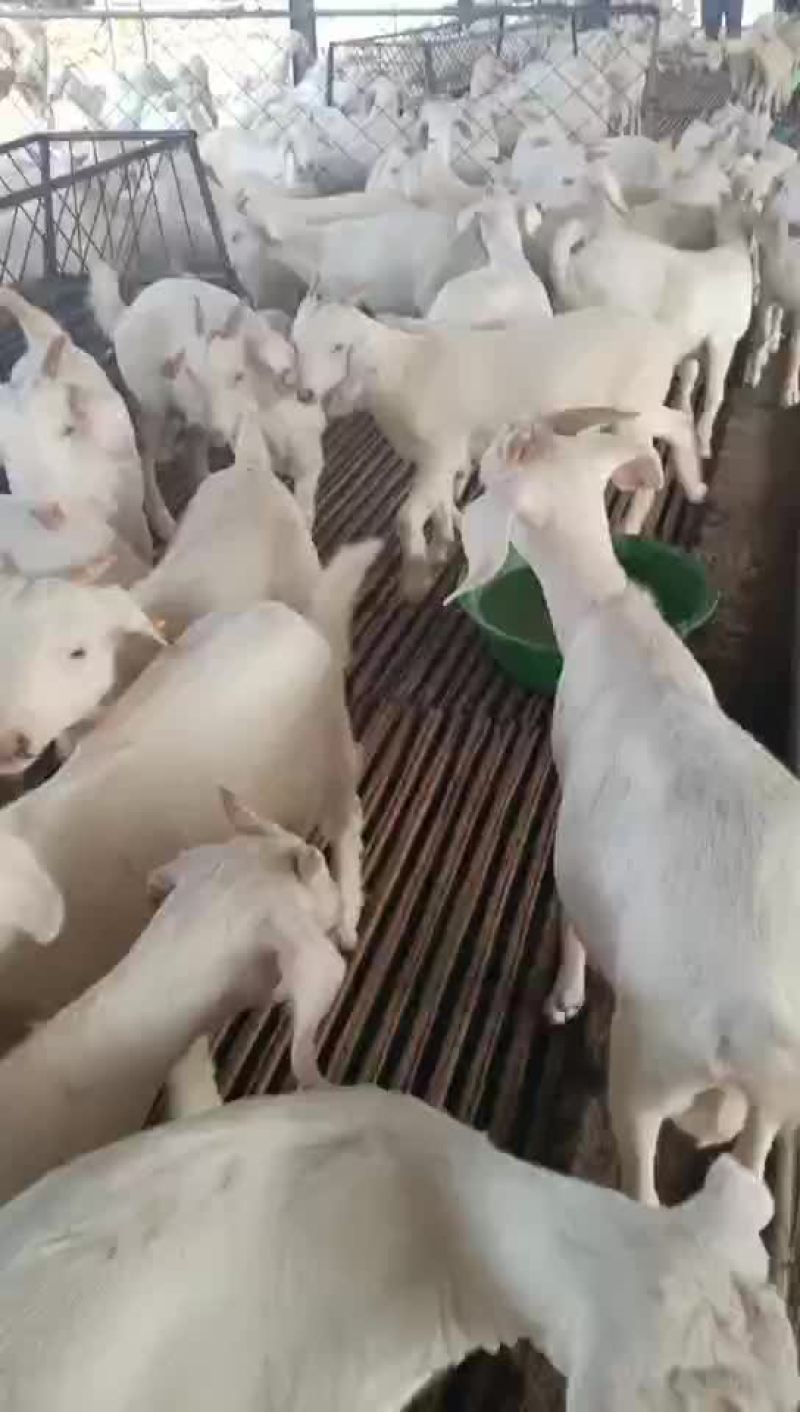 美国大白山羊出售