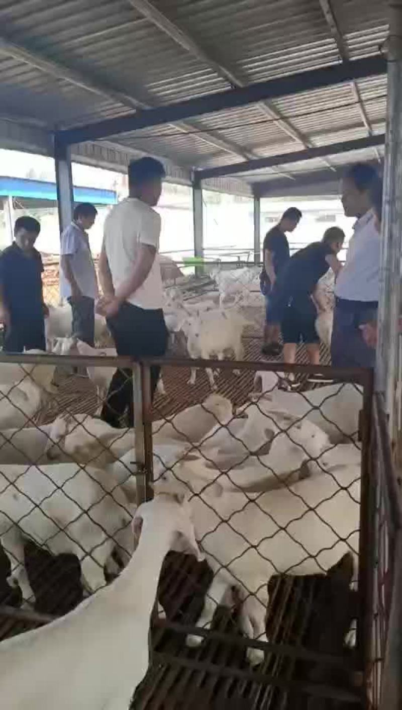 美国大白山羊出售