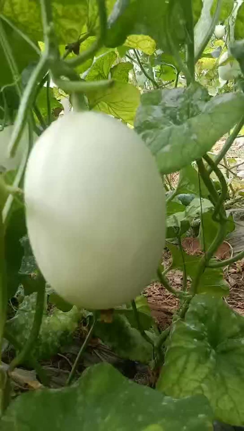 白蜜脆梨