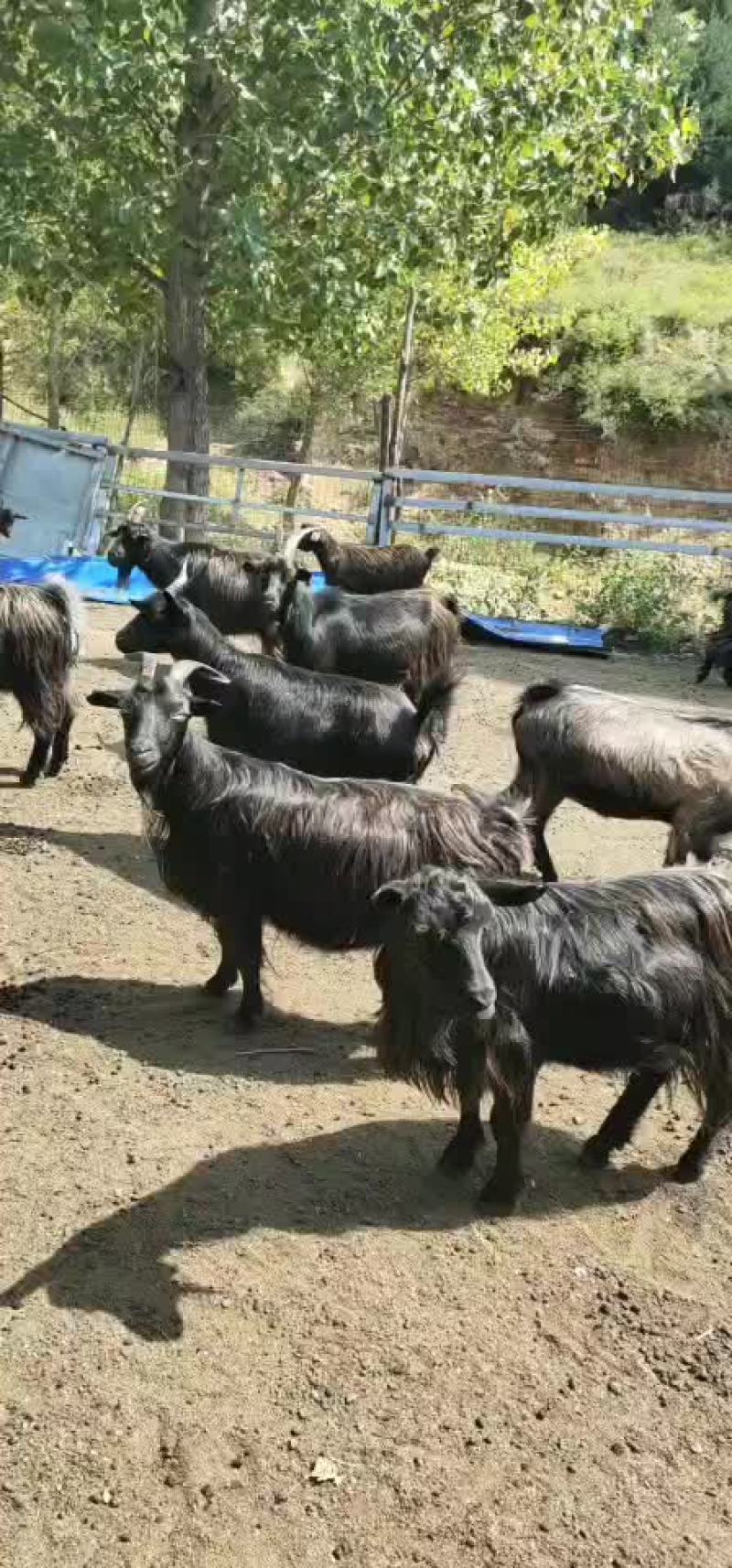 羊，黑山羊，精选本地优质散养黑