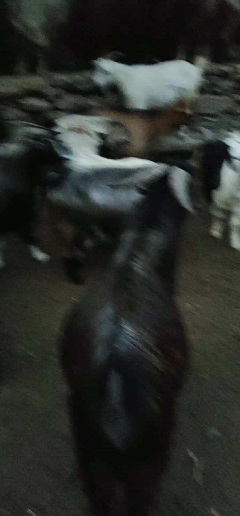 羊，黑山羊，精选本地优质散养黑