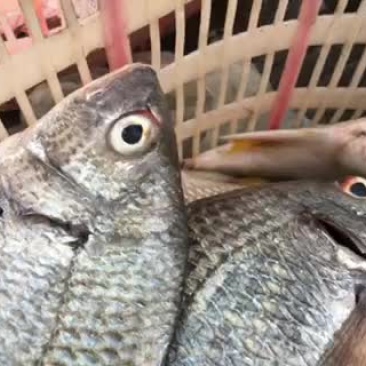 黄鳍鲷黄翅鲷黄脚立本地海港海鱼冰鲜鱼预定当天发货大量批发