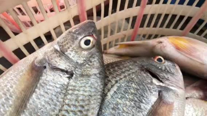 黄鳍鲷黄翅鲷黄脚立本地海港海鱼冰鲜鱼预定当天发货大量批发