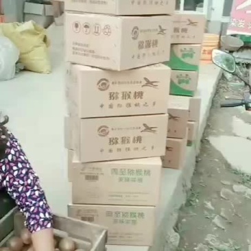 秦岭山下弥猴桃