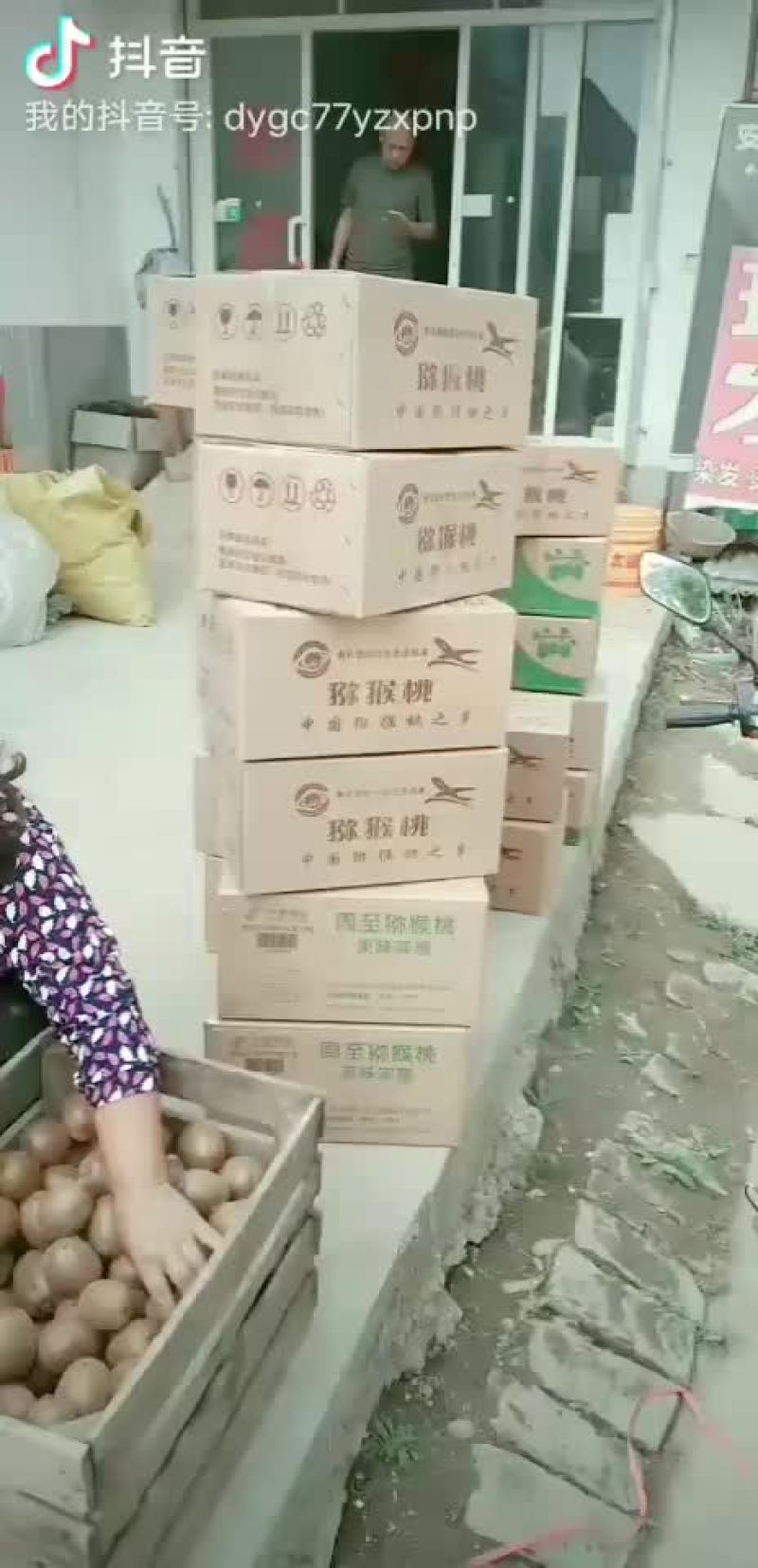 秦岭山下弥猴桃