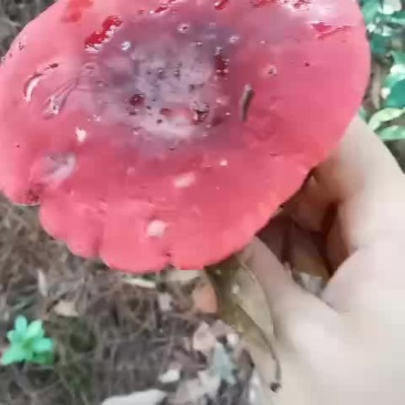 新鲜食用菌