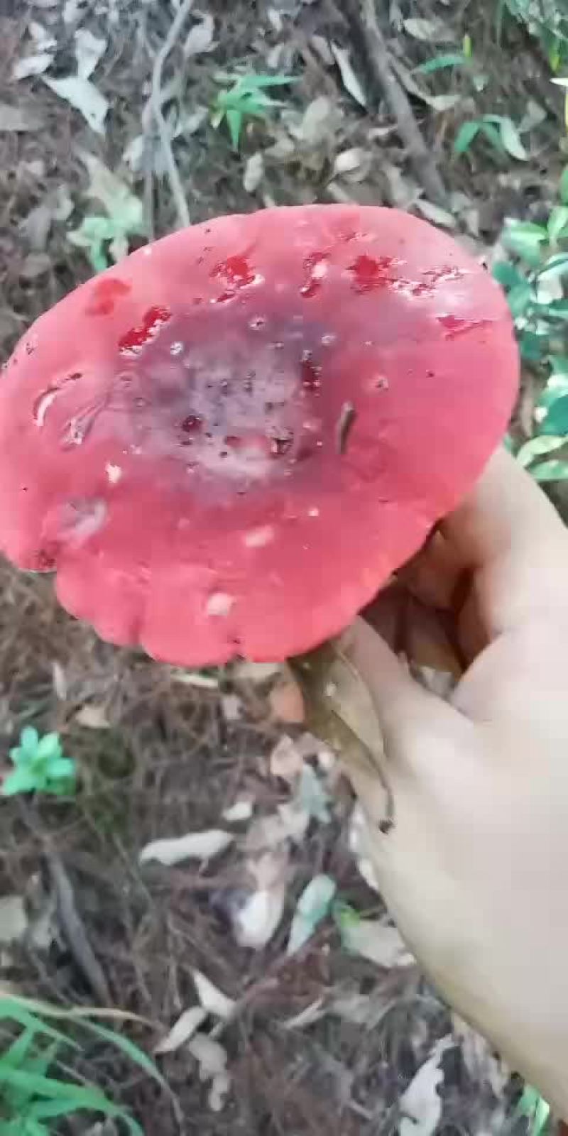 新鲜食用菌