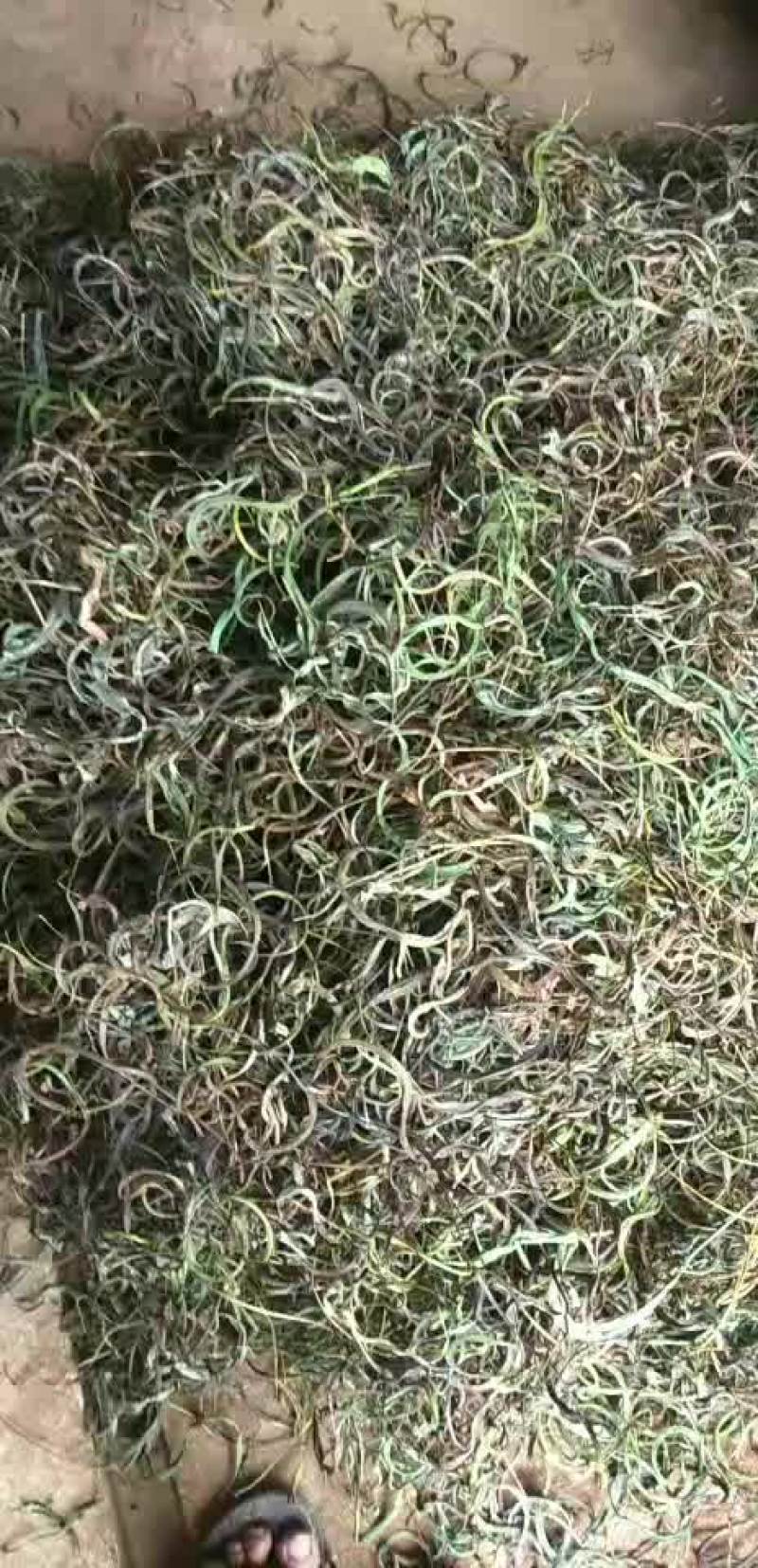 化石草