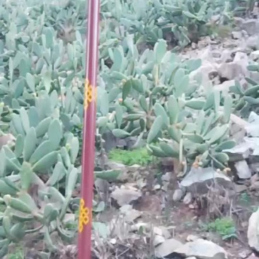 仙人掌果