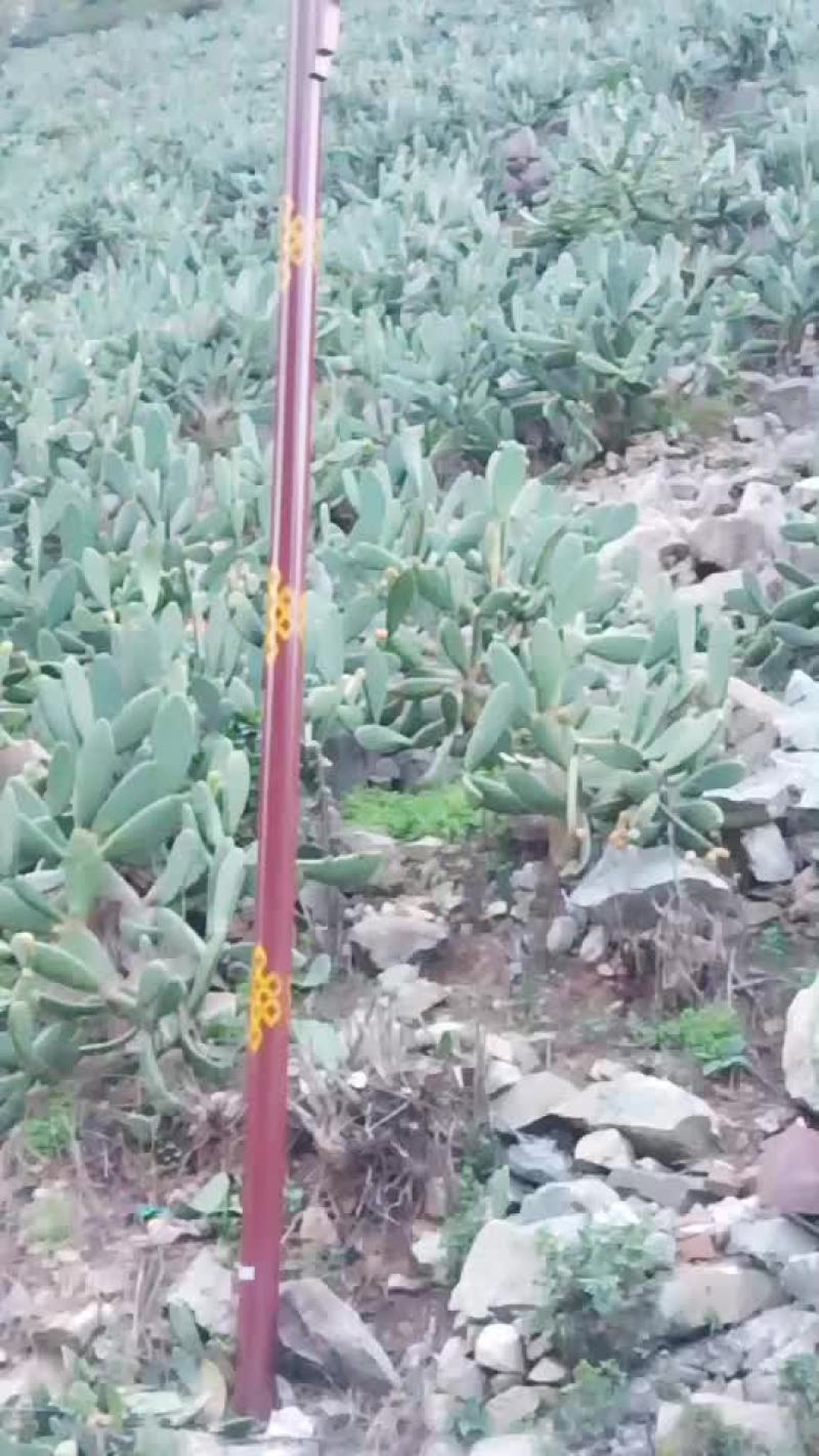 仙人掌果