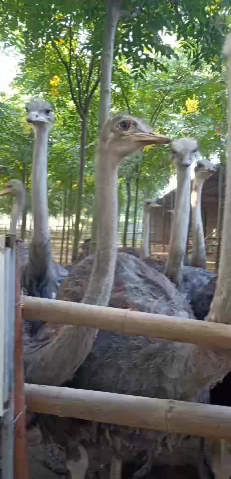特种养殖