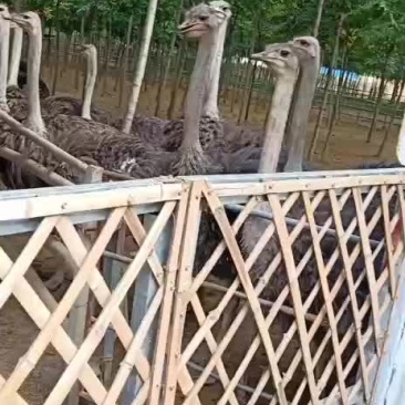 特种养殖