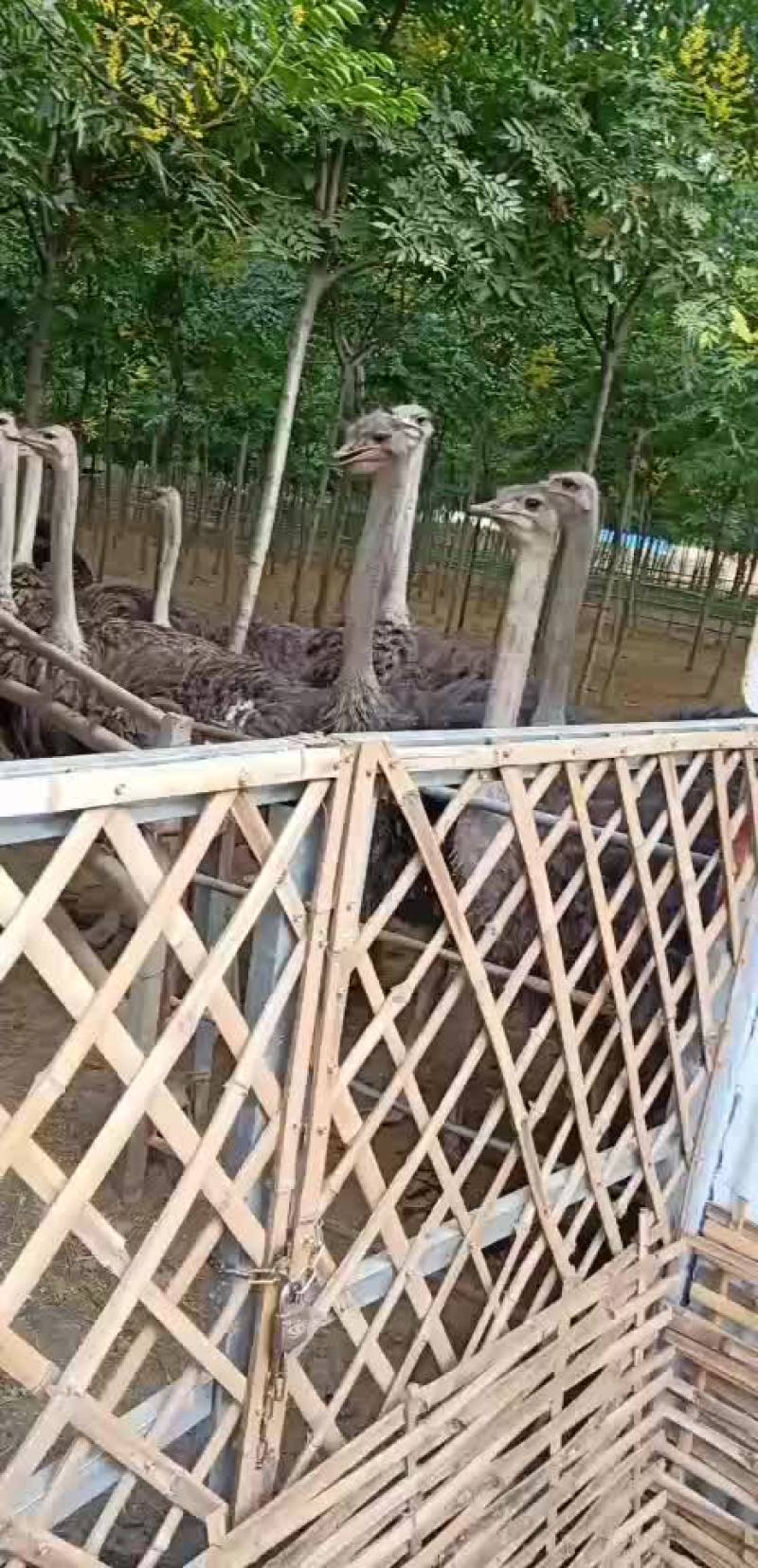 特种养殖